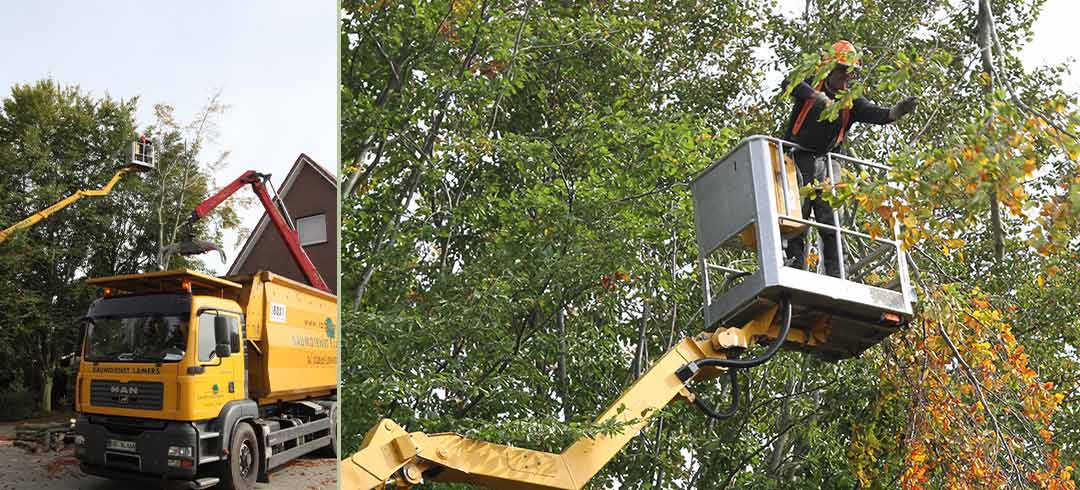 Baumdienst Lamers, Baumfällung, Arbeiten im Baum